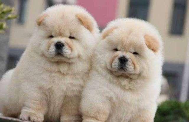 宠主们, 这5种难养的狗狗, 你们养过多少种? 养过的人都说难养!