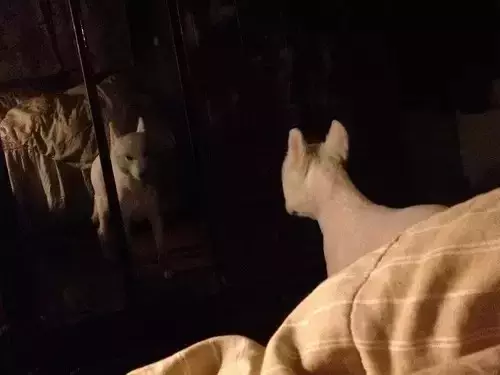 剪毛后看到镜子时, 狗子直接崩溃大哭