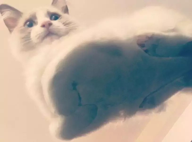坐在玻璃上的猫咪们, 看完心情都好了