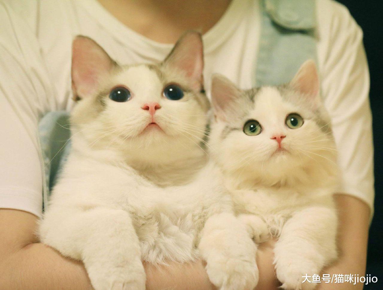 以为养猫很幸福, 谁想是噩梦的开始! 这3种原因一直导致猫咪咬人