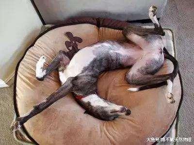 划重点! 养狗的人, 一定要确保做好这6点!