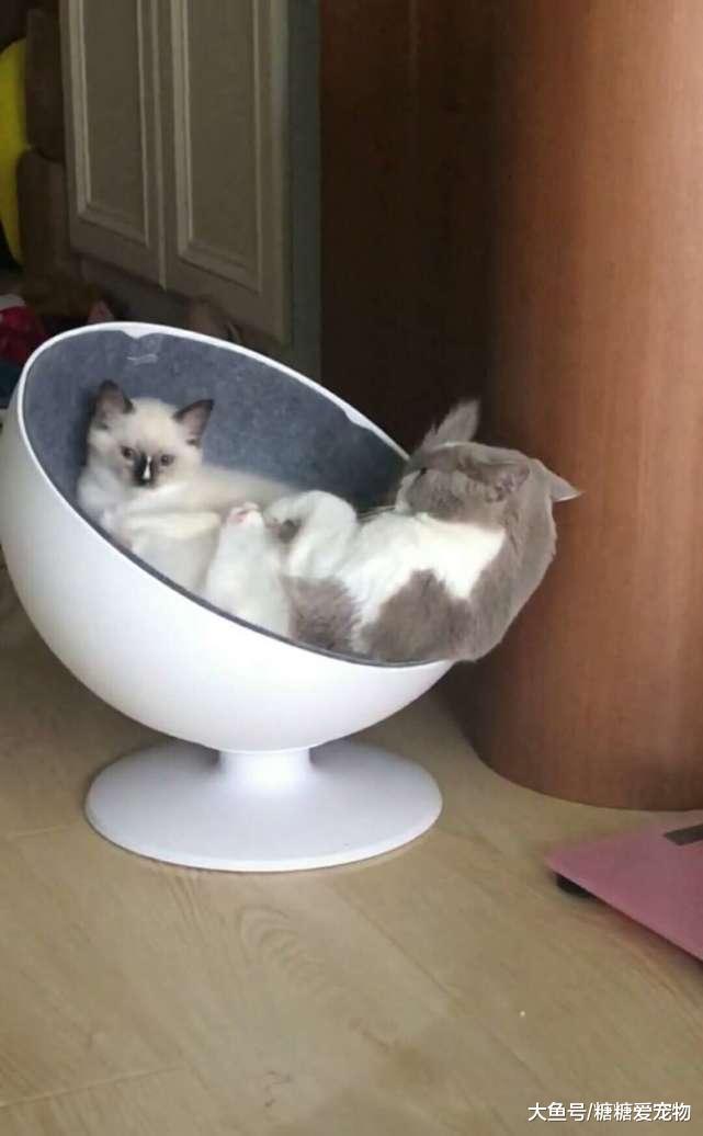 猫咪睡觉却被吓到炸毛, 知道原因后网友笑炸了, 猫: 心疼我自己!
