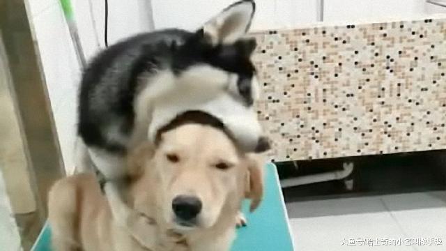 二哈你是嘴馋了? 这是要把金毛给啃了? 狗要不是不吃狗肉吗 ?