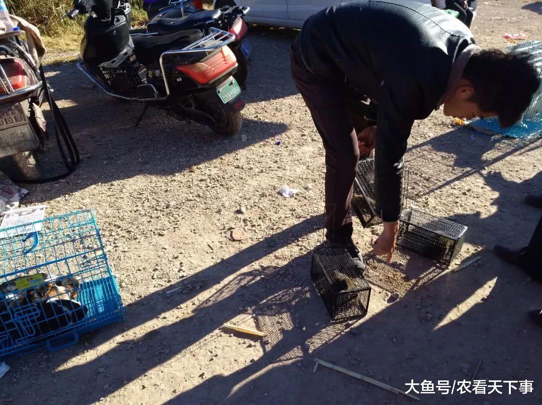 狗市: 商贩卖野松鼠只要100元一只, 引人们围观购买!