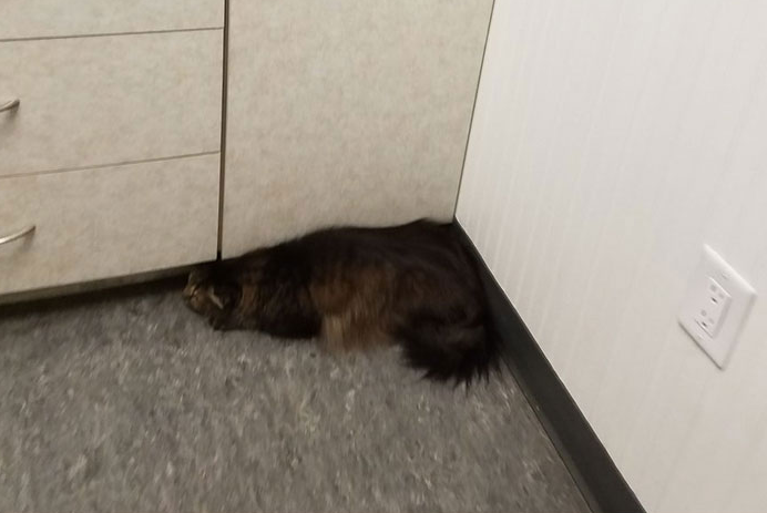 当知道自己要打针时, 狗可能会叫, 但喵星人会隐身!