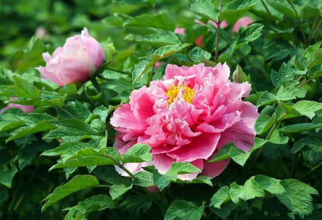 #生肖#7月开始,好运连连,福气旺旺,3个生肖日子红红火火!