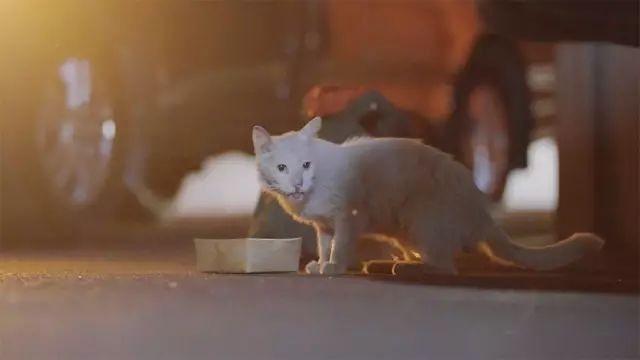 走遍法租界喂300只猫, 60岁大叔已坚持8年, 每日投放40斤猫粮