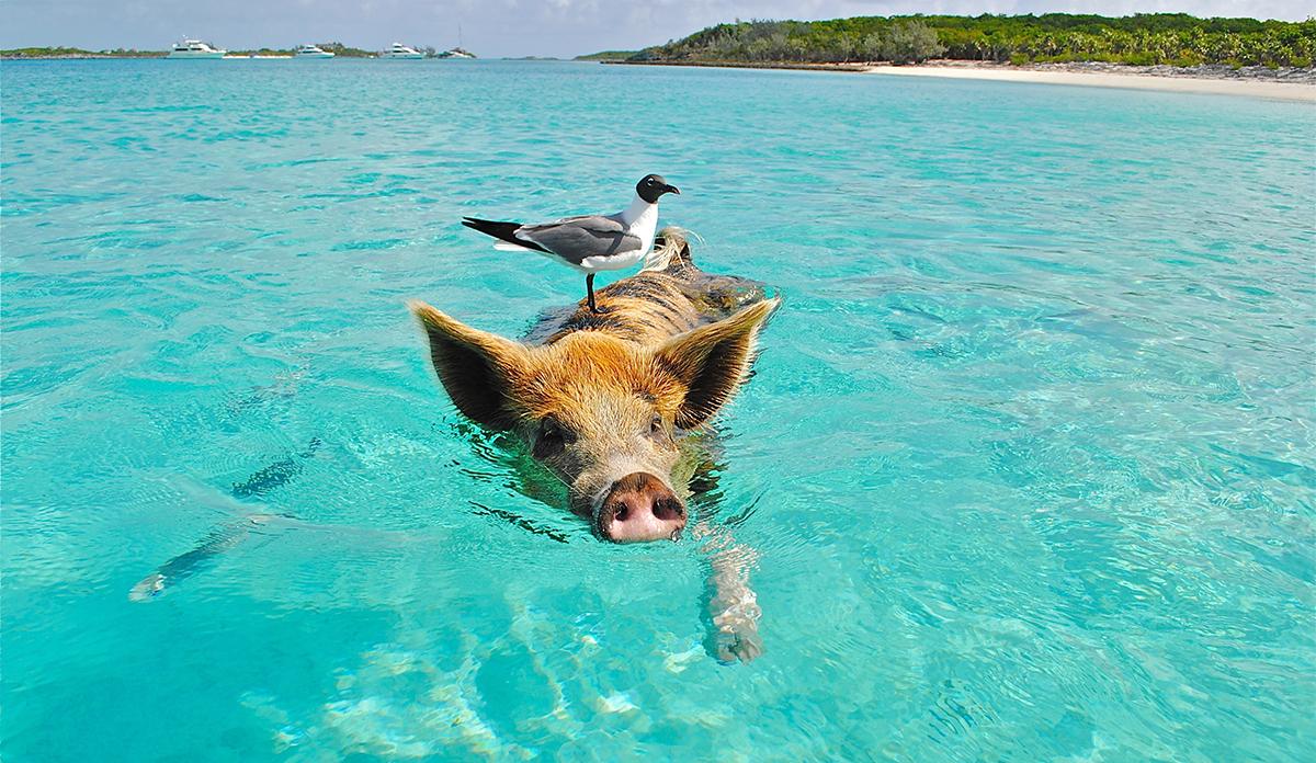 养鱼前VS养鱼后: 呵, 就知道骗我养鱼