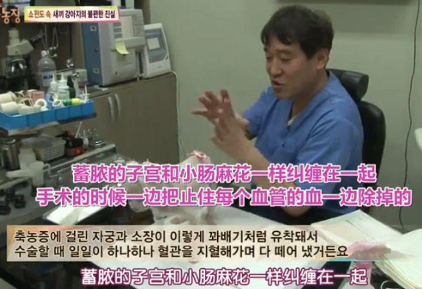 每天不停地被迫交配, 注射发情药物, 它们的命运何时能改变?