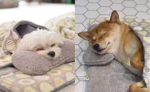 专门训练狗狗的学校, 不仅要学习, 睡觉的场景都让人惊叹!