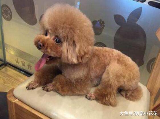 狗狗得了细小怎么办?