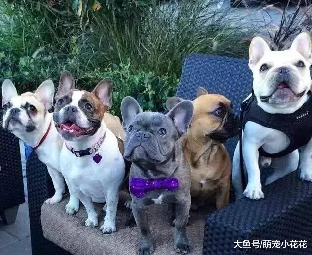 如何区分法国斗牛犬与波士顿梗, 很简单看这5点就行!