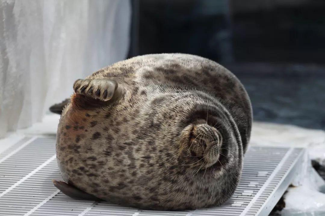 大家注意了, 毛绒绒的海豹这次又来抱团卖萌了