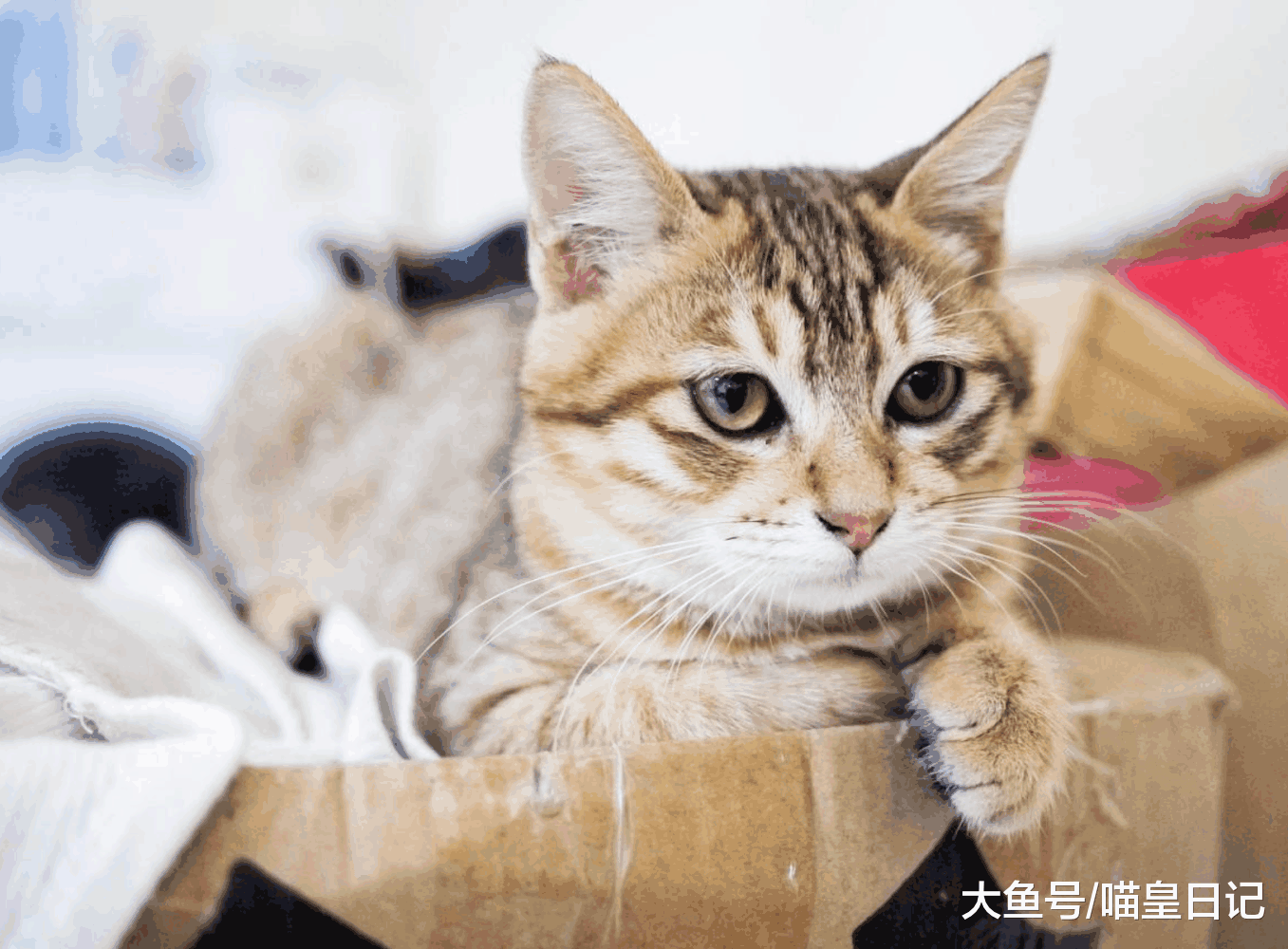 资深铲屎官教你三个省钱方法, 省下来的钱能让喵星人过更好的生活