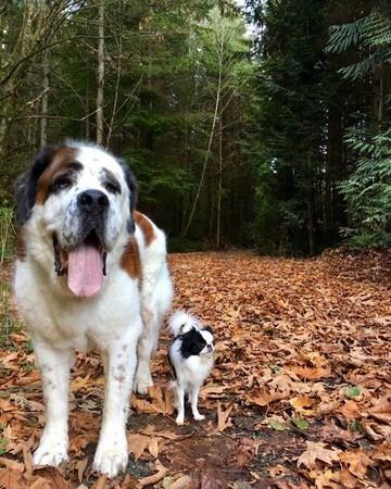 最萌身高差! 圣伯纳和蝴蝶犬每天背背玩不腻: 超有夫妻脸