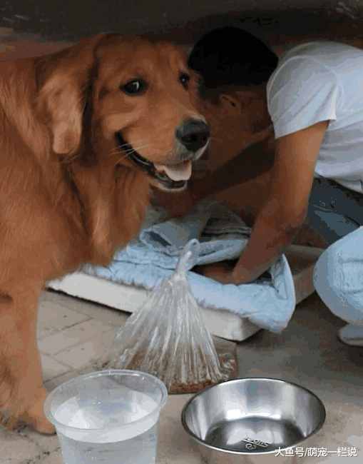 流浪边牧犬捡垃圾吃时, 看见别的狗和主人开心散步, 眼里尽是哀伤