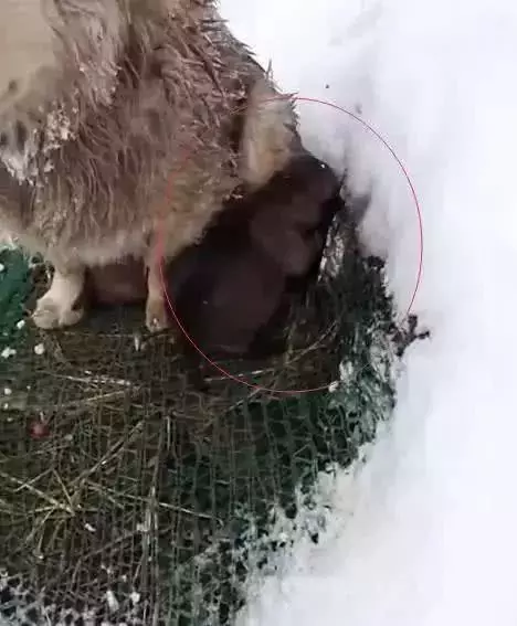 狗狗在雪地里冻的毛发结冰, 也不曾动弹一下, 上前一看让人泪目!