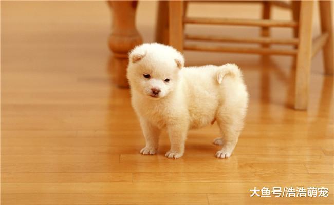 不要对养狗的人说这5句话, 他们听到会很生气