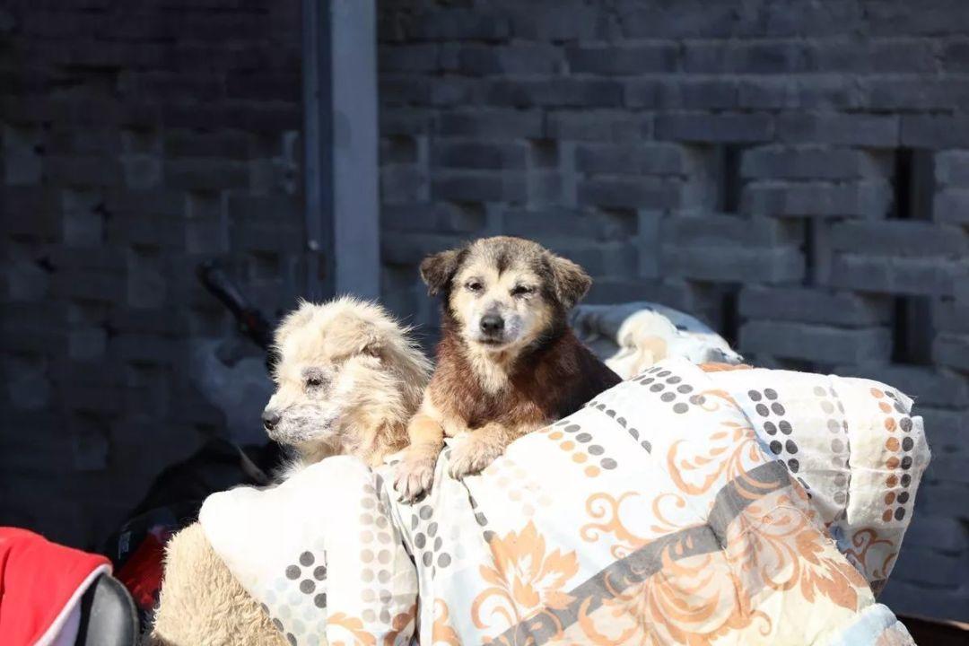 寒风已至, 为爱盟基地的毛孩子们募粮过冬