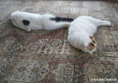 天气变冷, 主人给电热毯插上电后, 家里的猫都融化了!