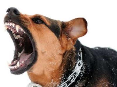 被狗狗咬了, 就会得上狂犬病? 原来很多人都错了!