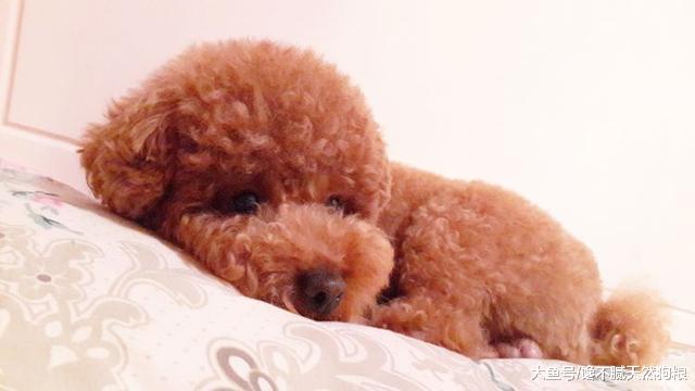 泰迪把你当亲人还是外人, 从这5点就可以清楚, 全中你就偷着乐!