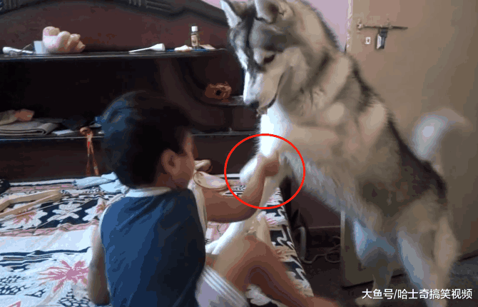 二哈没事就“拆家”, 结果却被小主人降服了: 还是熊孩子狠