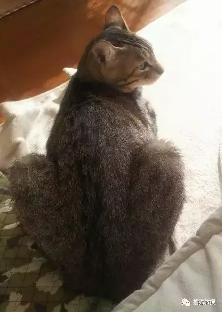 “美臀日”晒美臀, 这一大波猫屁屁, 看得我心动了