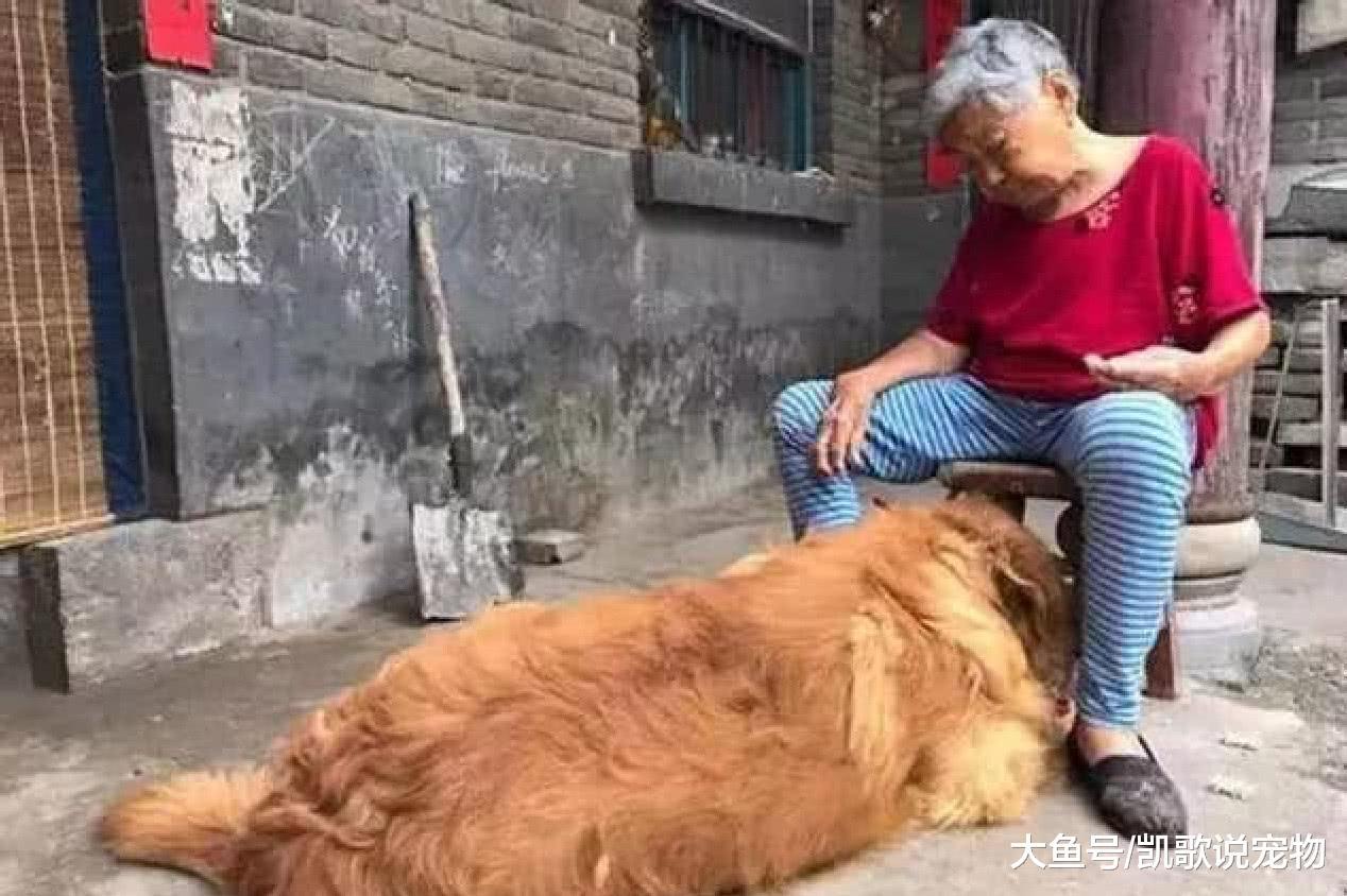奶奶独自一人生活, 为缓解孤单收养狗狗, 如今狗狗被宠成孙子