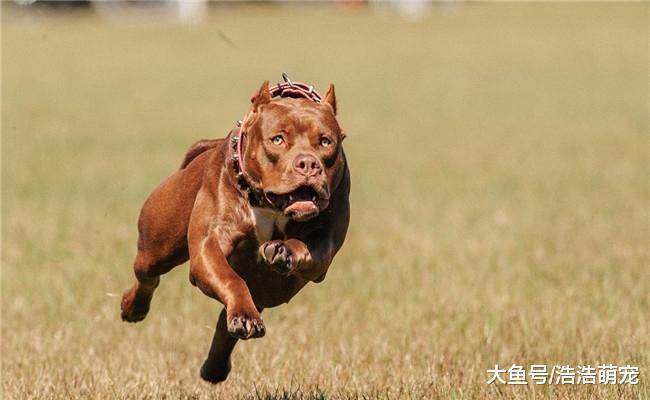 爱咬人的5种狗狗, 第一种国内禁养, 第三种连主人都咬