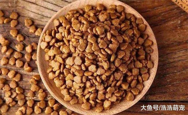 如果泰迪有下面5种表现, 说明它没把你放眼里, 它只是把你当小弟