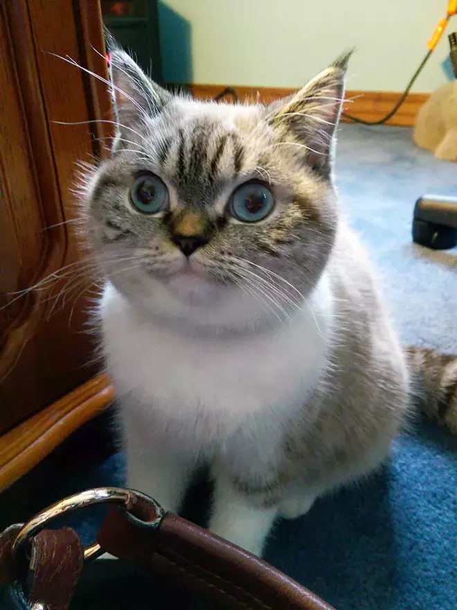 一脸惊讶的喵星人, 好有趣啊