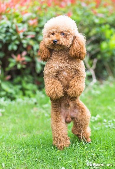 泰迪把你当主人, 才会对你有这5个表现, 没有的话你就要反思了!