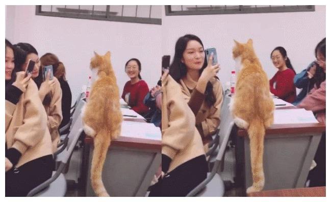 这只橘猫常年混迹大学课堂, 挑选课堂有原则: 小姐姐多的才好