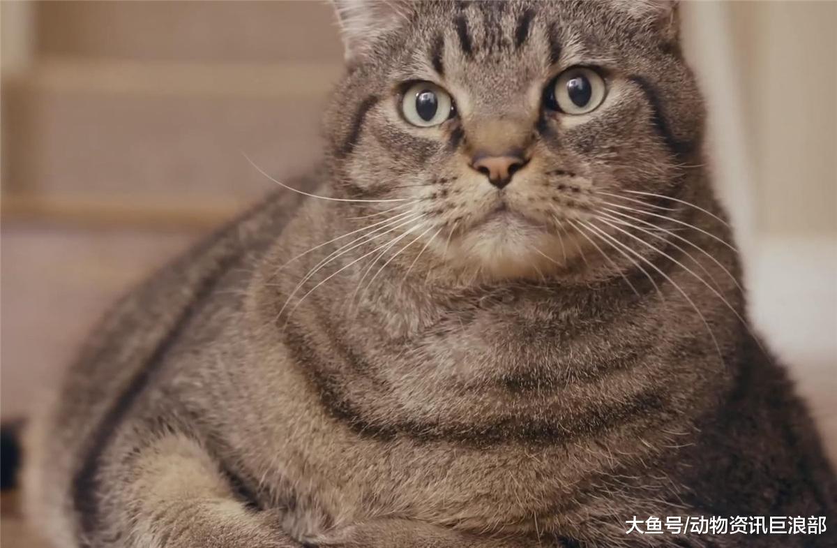 猫咪的眼神极其凶狠 铲屎官: 养了一头“小老虎”