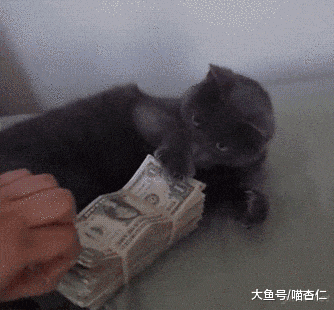 网友亲手给猫咪做了个礼物, 猫咪看后露出质疑的眼神, 喵: 能吃?