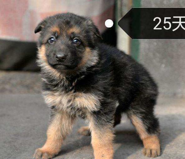 德牧幼犬如何挑选? 教你4个小方法!