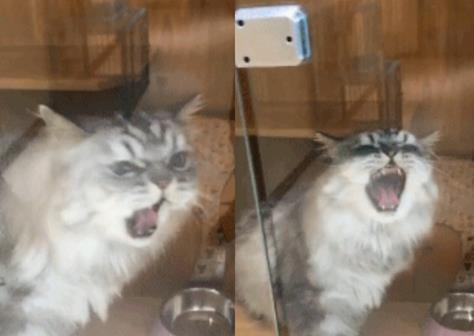 出差把猫咪寄养在宠物店, 一周后去接猫, 领到猫后心在滴血