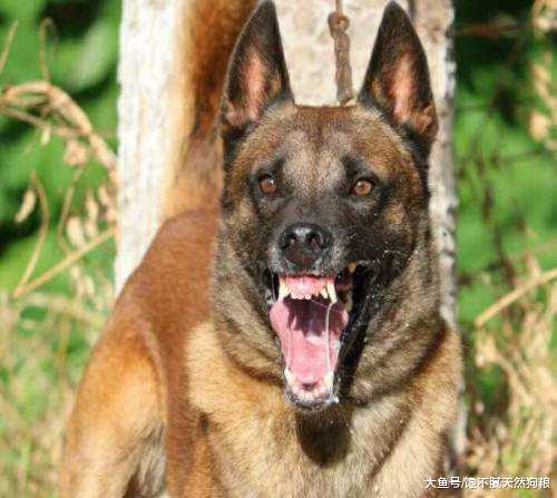 曝光! 以下5种狗狗已被禁养, 有的已经被没收了!