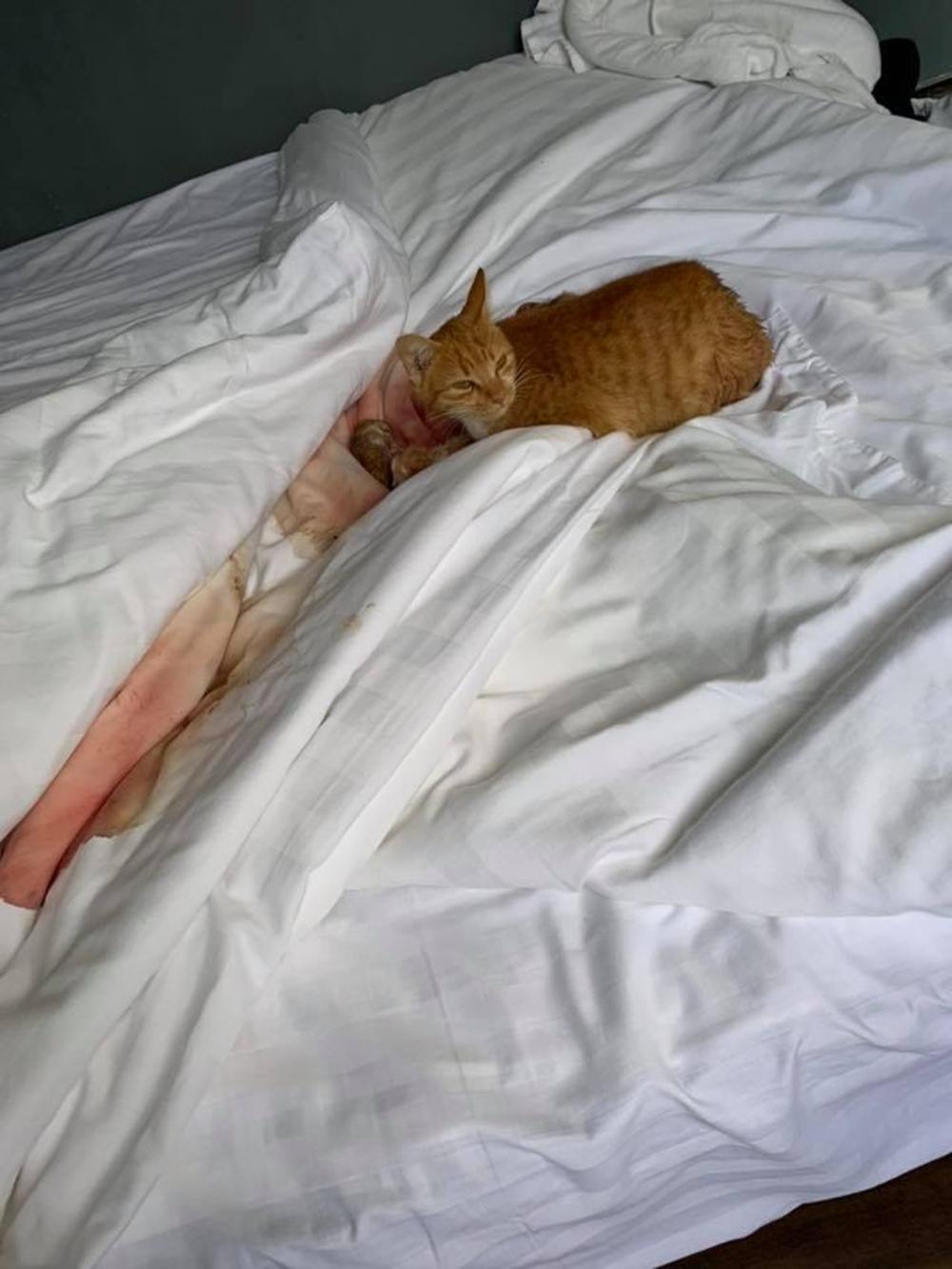 女子住民宿睡醒发现被窝全是猫, 只因被母猫看中, 睡房变产房