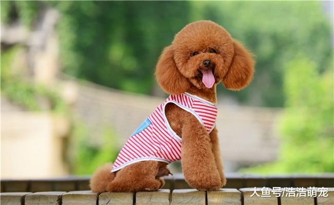 5种最会撒娇的狗狗, 撒起娇来都很可爱, 第一种像孩子