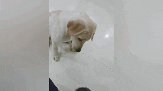 吃货拉布拉多一到饭点就兴奋, 会自己叼饭盆, 一言不合就摔盆打碗