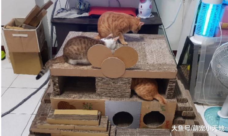 每天捡纸箱, 爸爸手作2层豪华抓板宫殿献喵皇, 成品实在太强