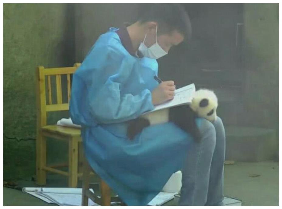 饲养员把熊猫当文具用, 效果羡煞一众游客: 放开我来!
