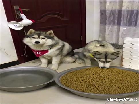 主人出差一周, 给两只哈士奇准备了粮食和水, 并嘱咐它俩好好活着