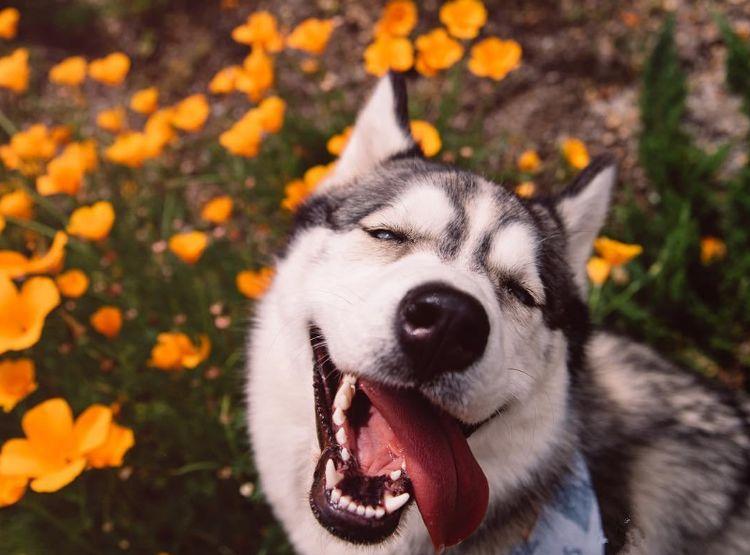 ?二哈怀孕竟找不到狗爸爸, 到幼崽出生才发现根本不是狗, 中邪了