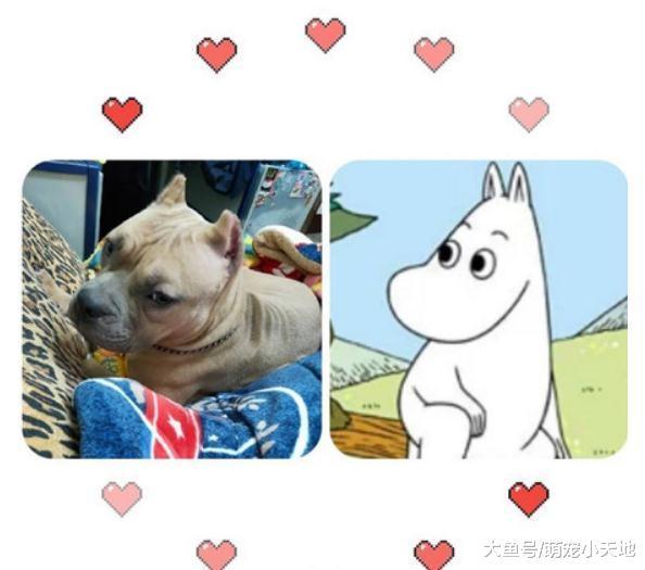 狗狗绑绳训练第一天回家纱门就一面倒, 妈妈吓坏: 它才8个月大