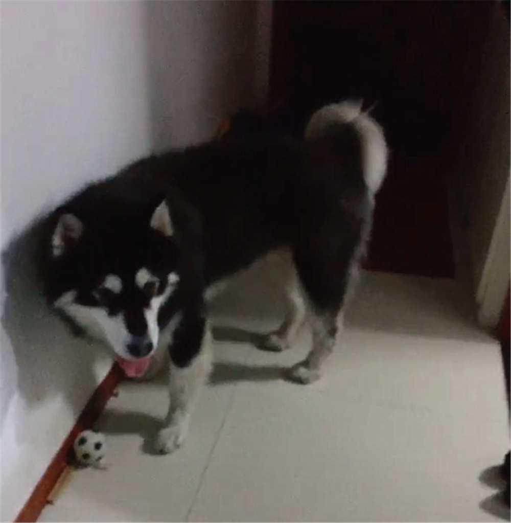 主人打游戏忘给狗铺床, 狗趴地上不肯闭眼, 狗: 别打了, 快铺床…