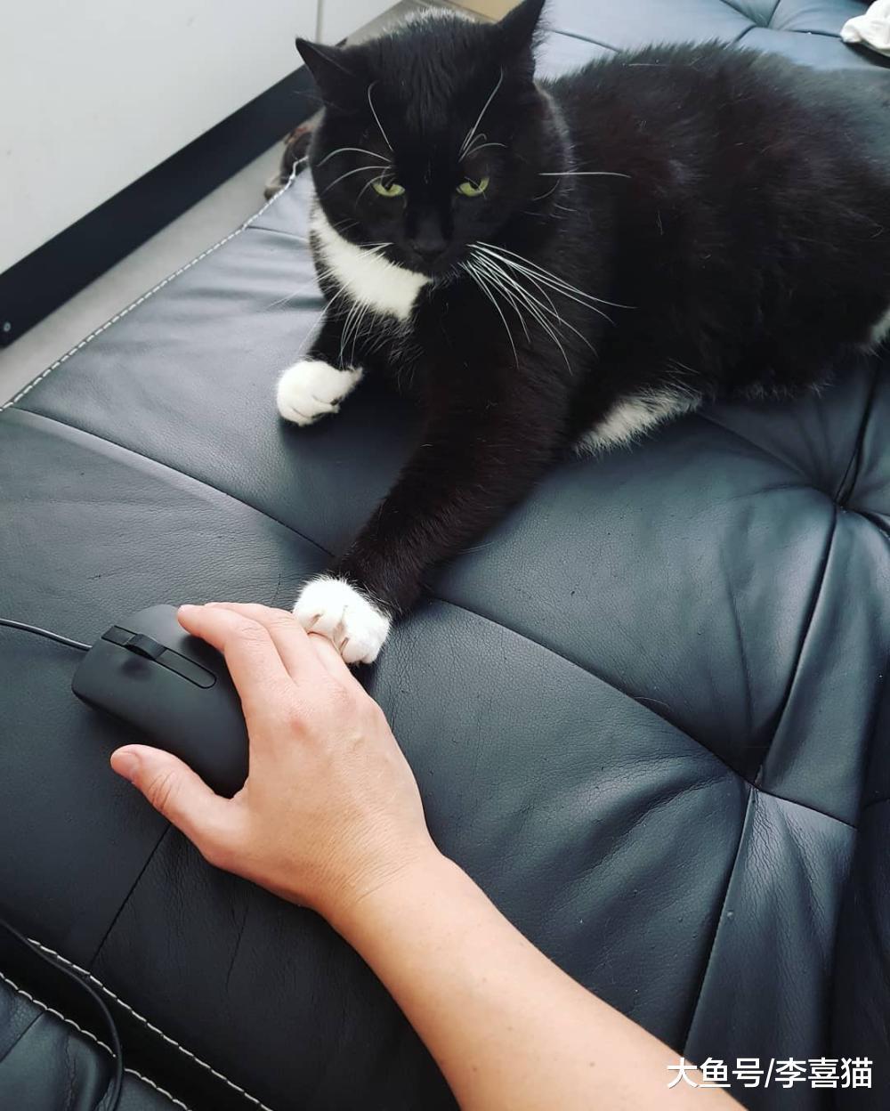 猫咪之间争风吃醋原来不是为抢夺铲屎官的爱, 而是在竞争所有物!