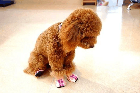 狗狗带给我们那些无言的幸福, 你都感受到了吗?